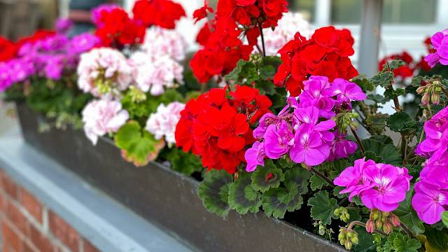 pelargonie