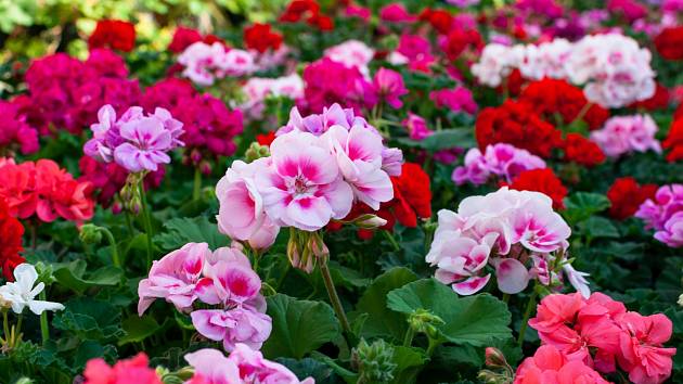 do-pieciu-razy-wiecej-kwiatow-geranium:-po-prostu-madrze-uzywaj-zwyklej-skrobi