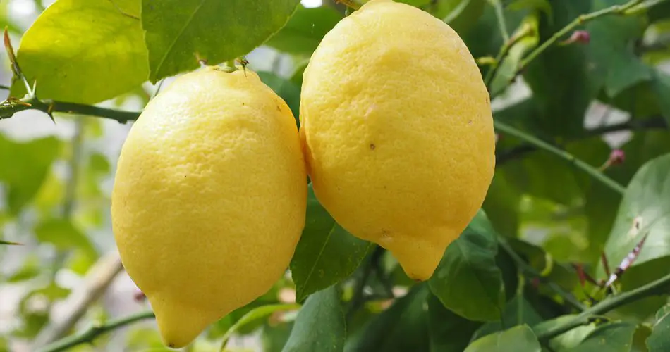 hodowla cytryn