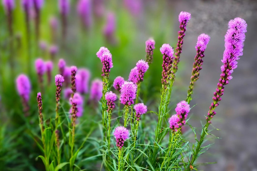 Liatra kłosowa znosi suszę i pełne słońce. Fioletowe kłosy przyciągają motyle jak magnes